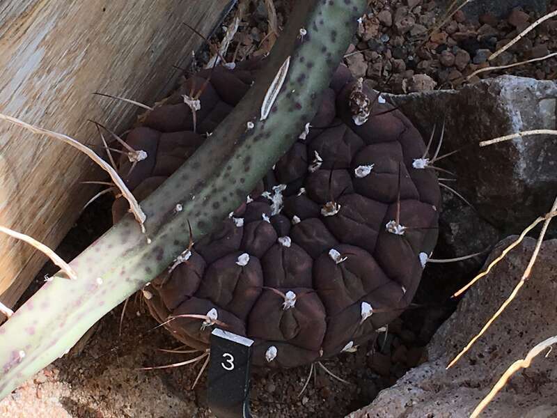 Gymnocalycium pflanzii v. albipulpa. Taken at the Denver Botanic Gardens.