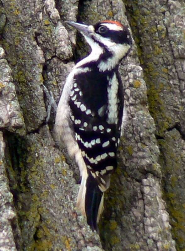 Hairy Woodpecker