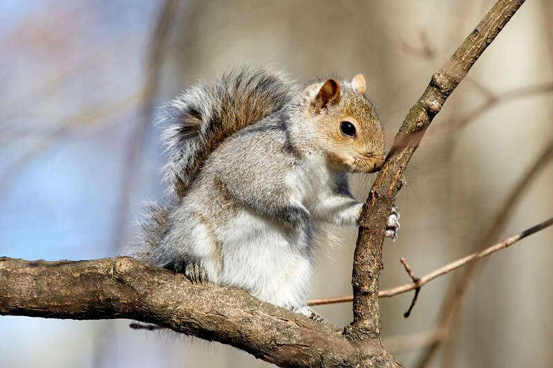 500px provided description: Visit my &amp;lt;a href=&quot;www.smart-art.org&quot;&amp;gt;website&amp;lt;/a&amp;gt; for more creative work outside of photography. [#winter ,#tree ,#animal ,#wildlife ,#squirrel ,#wild]