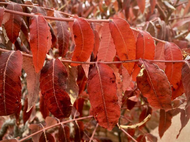 Fall colors are winding down, but still a few reminders. One of my favorite Arizona state parks, just before  a major winter storm.