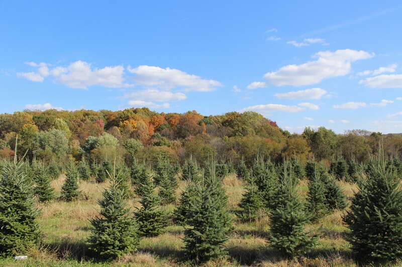 Tree farm