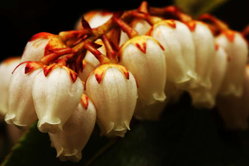 Lily Of The Valley Shrub