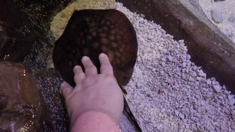 Ocean Explorer
Loveland Living Planet Aquarium
Draper Utah

December 7, 2017