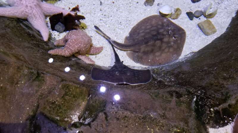 Ocean Explorer
Loveland Living Planet Aquarium
Draper Utah

December 7, 2017