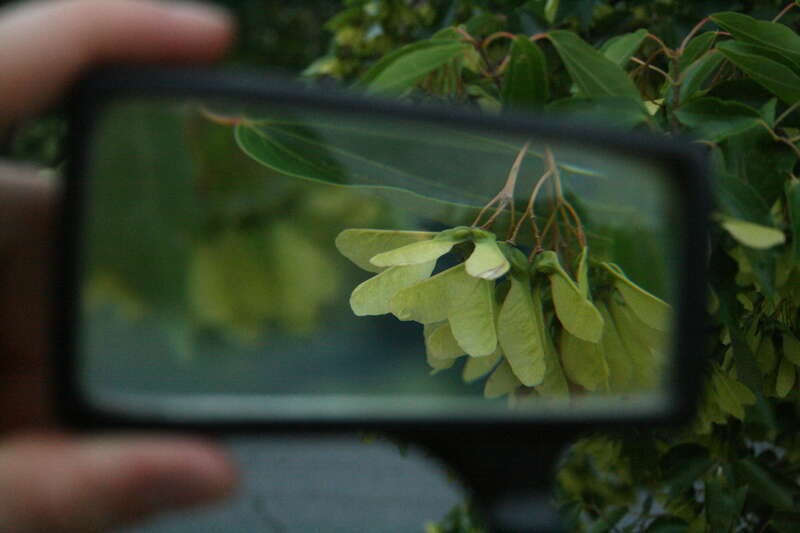 Samaras of a maple tree in Durham, North Carolina, photographed through a magnifying glass at dusk.
