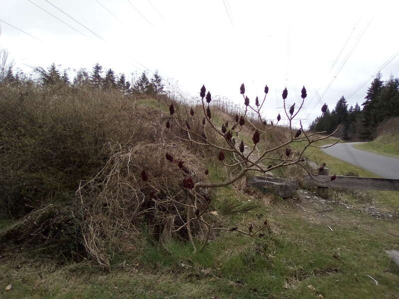 Plant on the BPA Trail.