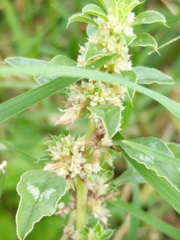 Tropical Amaranth (Amaranthus polygonoides). Species of plant.