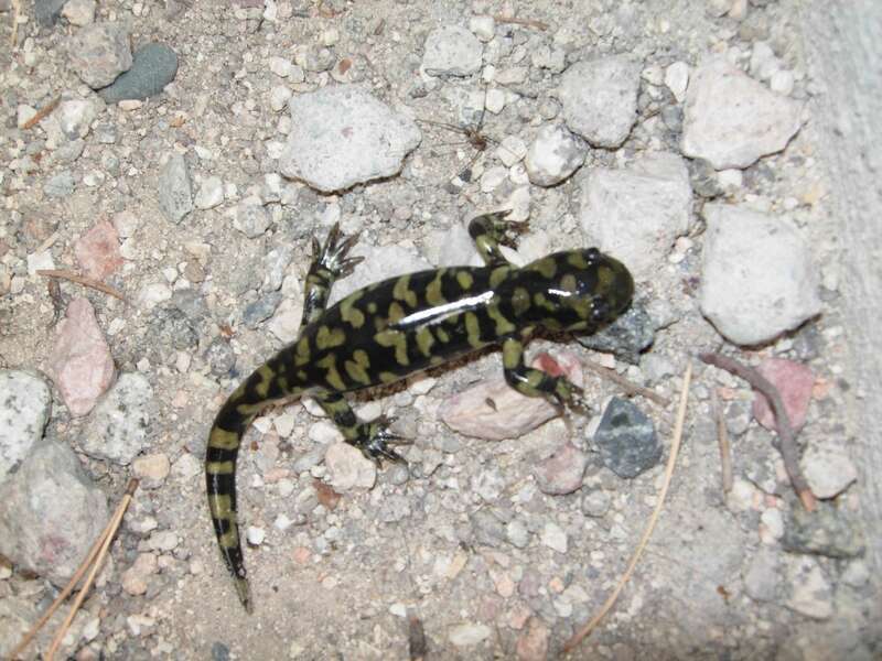 Barred Tiger Salamander (Ambystoma mavortium)