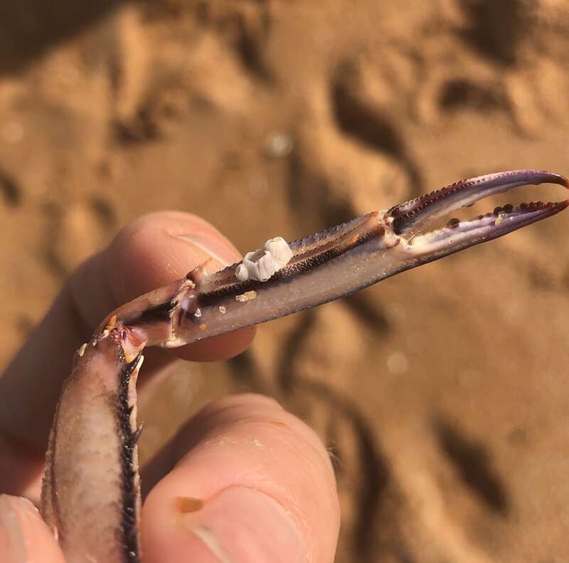 Amphibalanus venustus