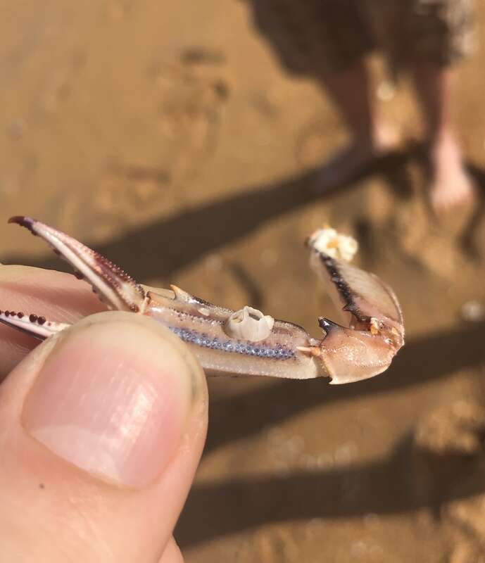 Amphibalanus venustus