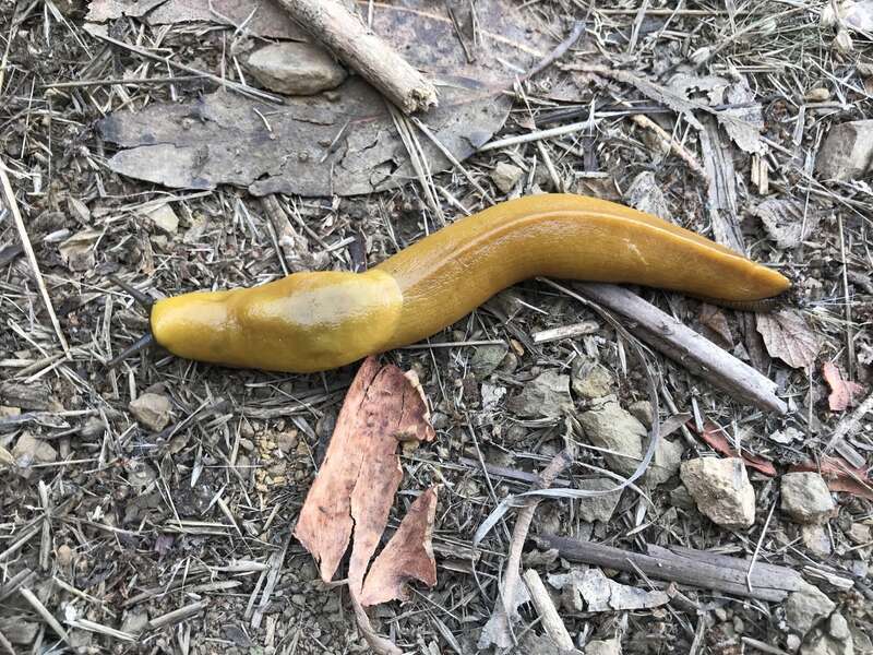 Ariolimax brachyphallus. Species of mollusc.