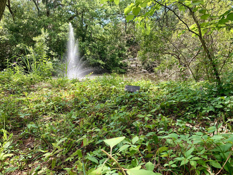The Xeriscape Garden, located at the Town of Hilton Head Island Government Offices off Wexford Drive, provides a unique open space for residents and visitors. It is a great demonstration of gardening with little supplemental watering.