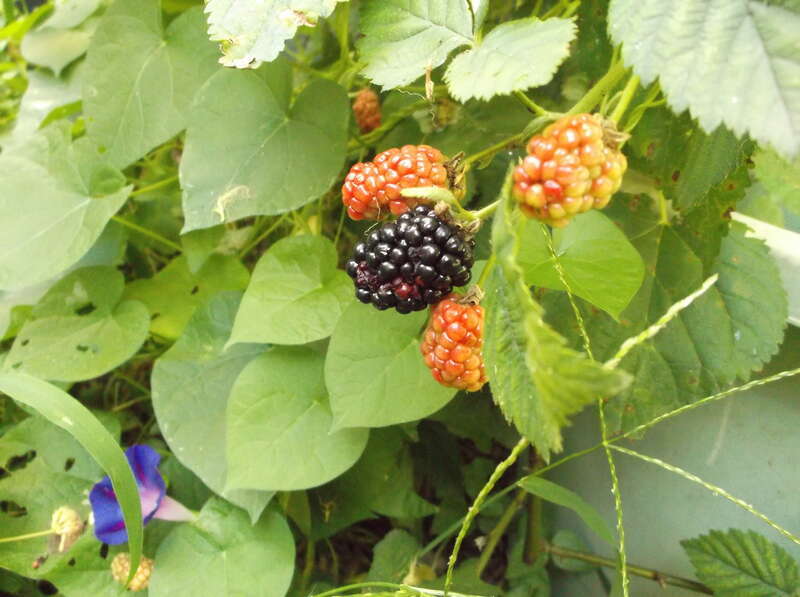 Brazos Blackberry fruit