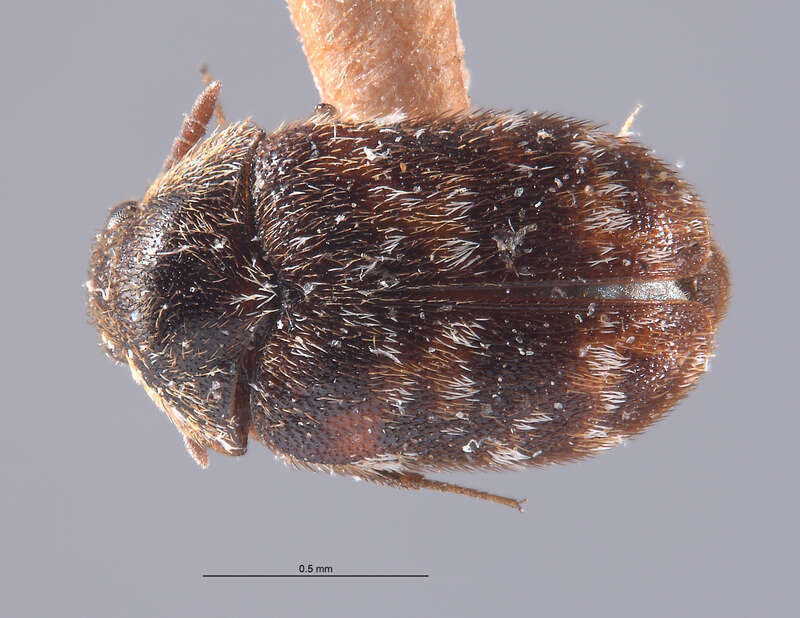 Catalog #: CASTYPE8217
Occurrence ID: CASTYPE8217
Taxon: Trogoderma sternale deserti Beal, 1954
Family: Dermestidae
Determiner: Richard S. Beal, Jr.
Type Status: holotype
Verbatim Date: Apr.
Locality: USA, California, Riverside, Palm