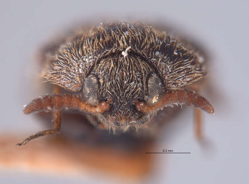 Catalog #: CASTYPE8217
Occurrence ID: CASTYPE8217
Taxon: Trogoderma sternale deserti Beal, 1954
Family: Dermestidae
Determiner: Richard S. Beal, Jr.
Type Status: holotype
Verbatim Date: Apr.
Locality: USA, California, Riverside, Palm