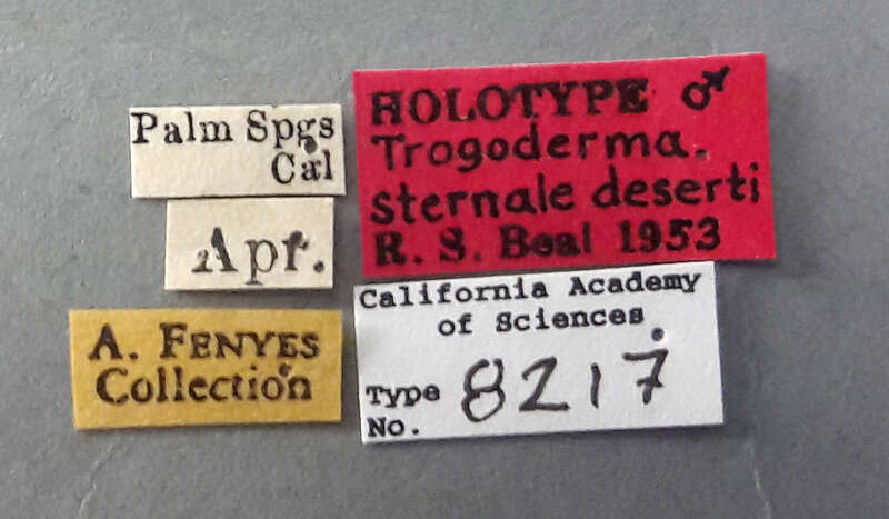 Catalog #: CASTYPE8217
Occurrence ID: CASTYPE8217
Taxon: Trogoderma sternale deserti Beal, 1954
Family: Dermestidae
Determiner: Richard S. Beal, Jr.
Type Status: holotype
Verbatim Date: Apr.
Locality: USA, California, Riverside, Palm