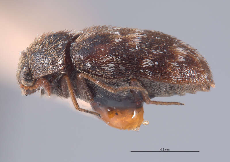 Catalog #: CASTYPE8217
Occurrence ID: CASTYPE8217
Taxon: Trogoderma sternale deserti Beal, 1954
Family: Dermestidae
Determiner: Richard S. Beal, Jr.
Type Status: holotype
Verbatim Date: Apr.
Locality: USA, California, Riverside, Palm