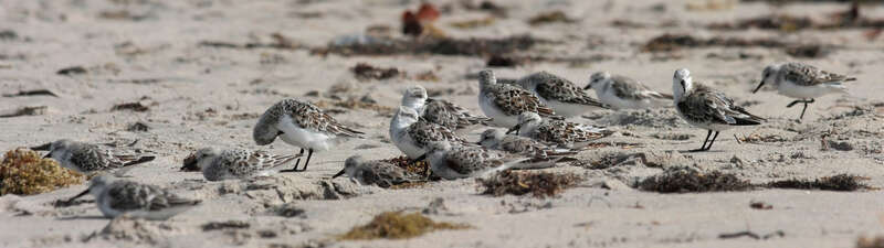 A group of sanderlings resting.