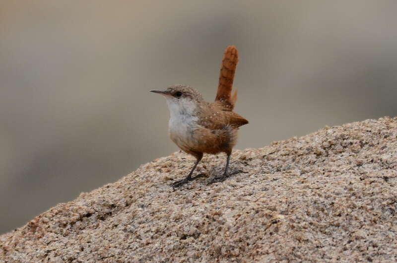 Canyon wren (Catherpes mexicanus)