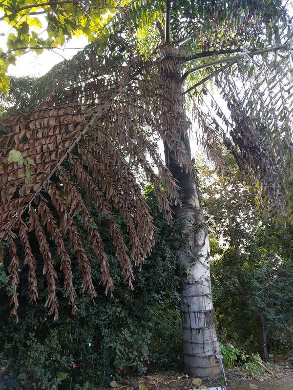 Caryota at San Diego Botanic Garden