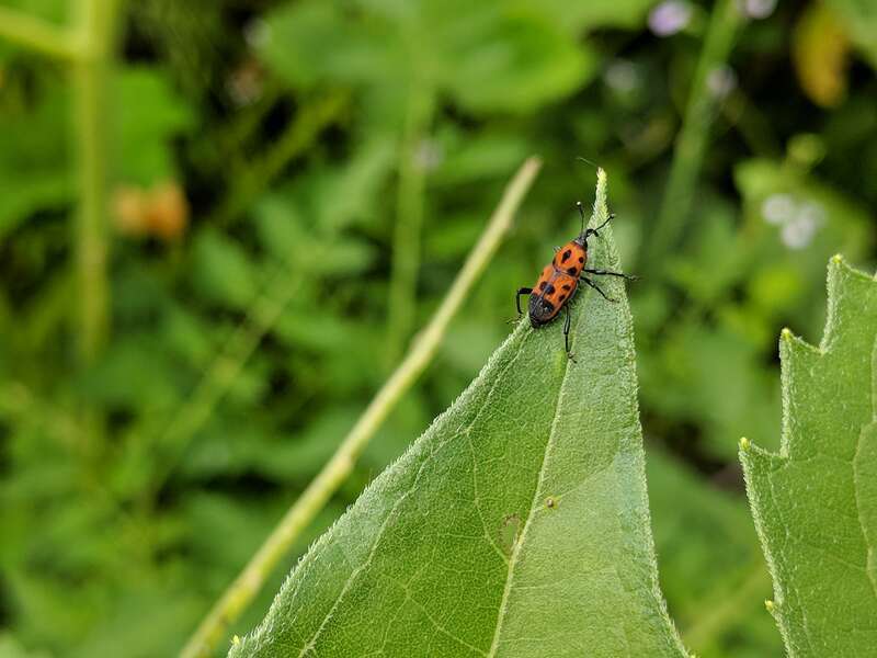 Cocklebur Weevil on a leaf in an Iowa garden.