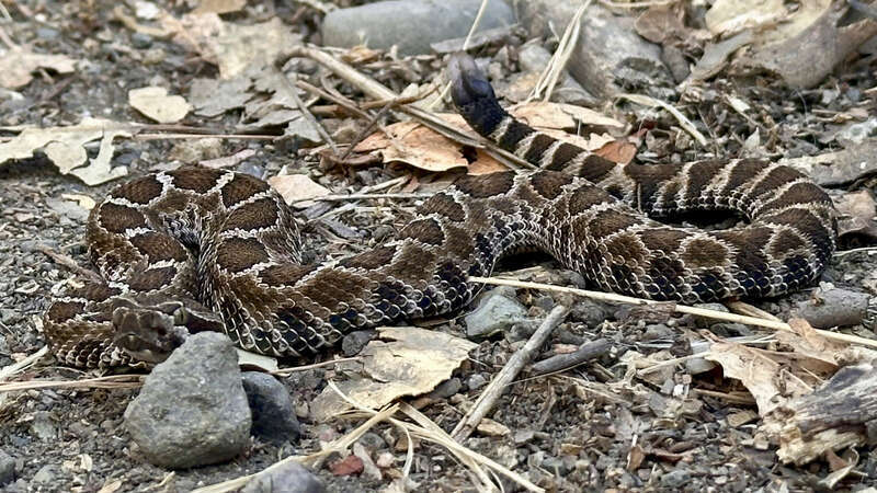 Northern Pacific Rattlesnake (Crotalus oreganus oreganus) in the United States
