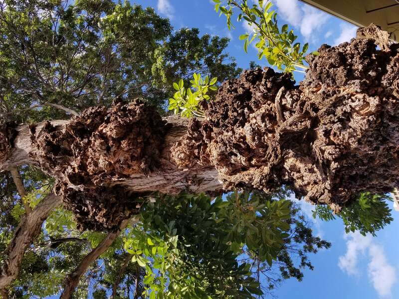 Pathogen: Prob. Agrobacterium tumefaciens
Host: Prob. White trumpet tree (Tabebuia roseoalba)



In an email to Wikimedia Commons' Volunteer Response Team, Scot Nelson has released all content from their Flickr photostream under the Creative Commons