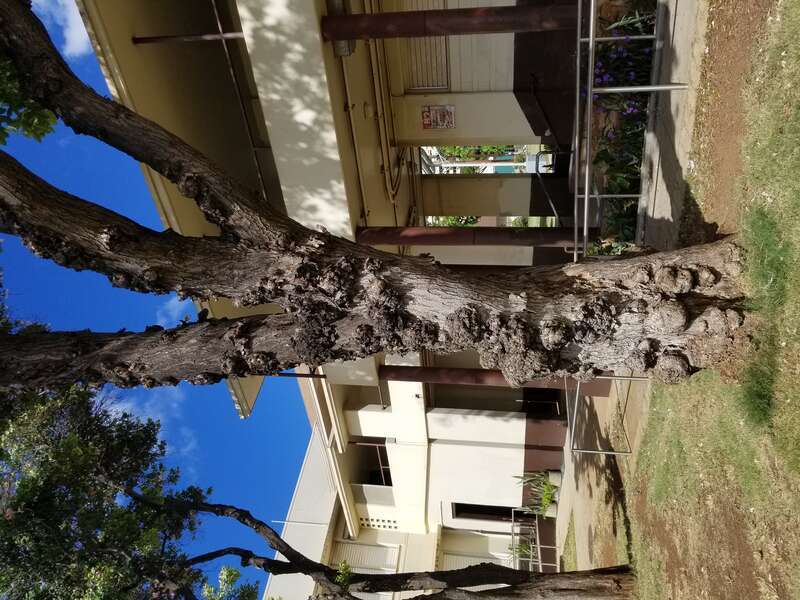 Pathogen: Prob. Agrobacterium tumefaciens
Host: Prob. White trumpet tree (Tabebuia roseoalba)



In an email to Wikimedia Commons' Volunteer Response Team, Scot Nelson has released all content from their Flickr photostream under the Creative Commons