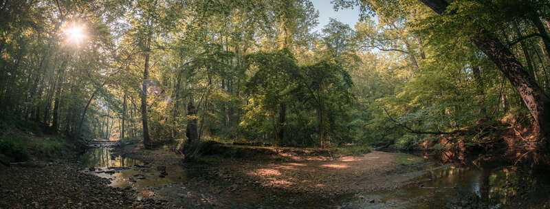 Not perfectly done, but stitched together from two separate images to make one large panorama. Luckily the business of the forest helps hide the imperfections to some extent. 

Rockville, MD