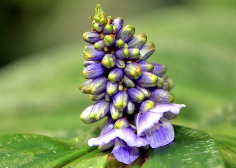 Marie Selby Botanical Gardens - Dichorisandra reginae