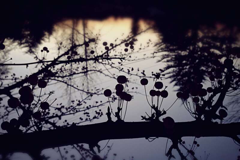 Day 338: Winter berries