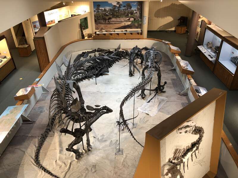 View of the Dinosaur Pit showing skeletons of Stegosaurus, Allosaurus (adult, 2 juveniles) , Camptosaurus, and Camarasaurus. Also, the skeleton of the &quot;Goose Neck Allosaurus&quot; (right foreground) showing the bones as found.