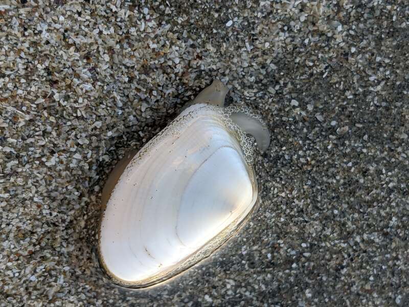 Gould Beanclam (Donax gouldii). Species of mollusc.