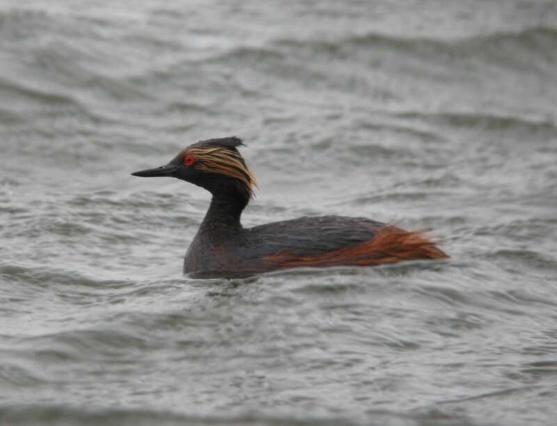 Please acknowledge any use of this photo to Caleb G. Putnam. Rare Kent County tick, and one of the closest views I've ever had of this species.