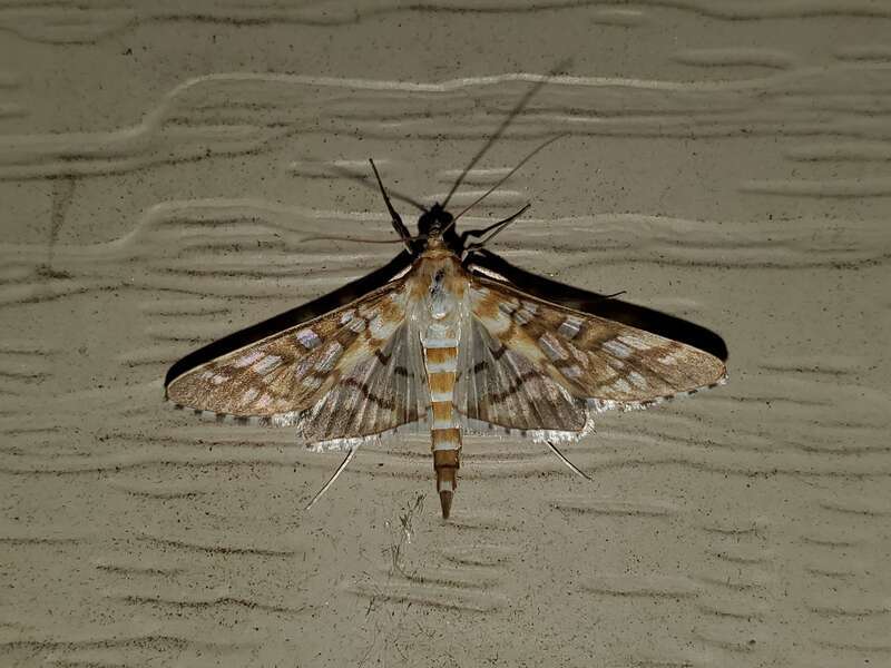 Orange Epipagis Moth (Epipagis fenestralis)