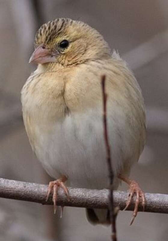 Northern Red Bishop (Euplectes franciscanus)