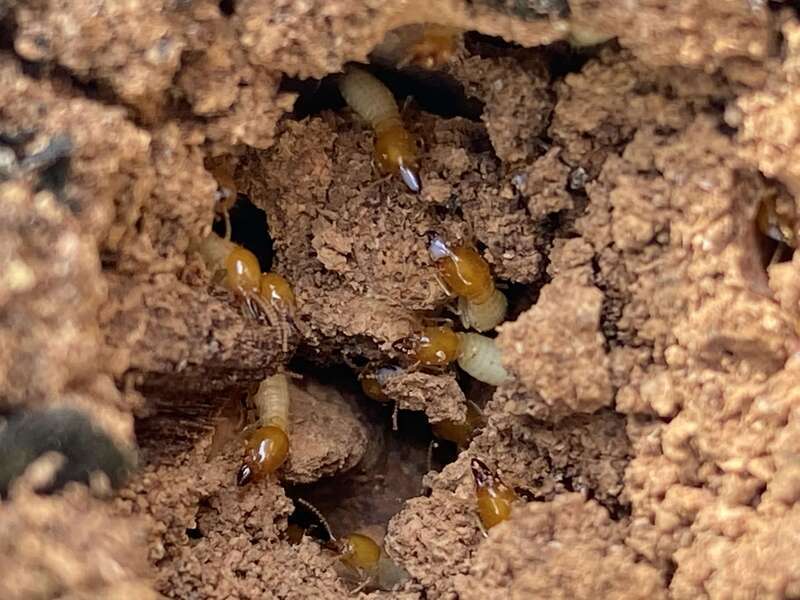 Close up of formosan termites inside of a tree