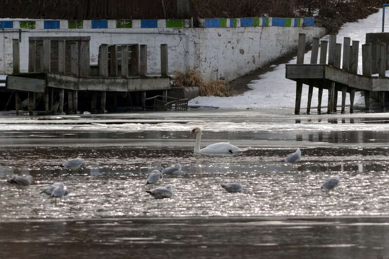 A mute swan among gulls on the Fox River, Algonquin, IL.