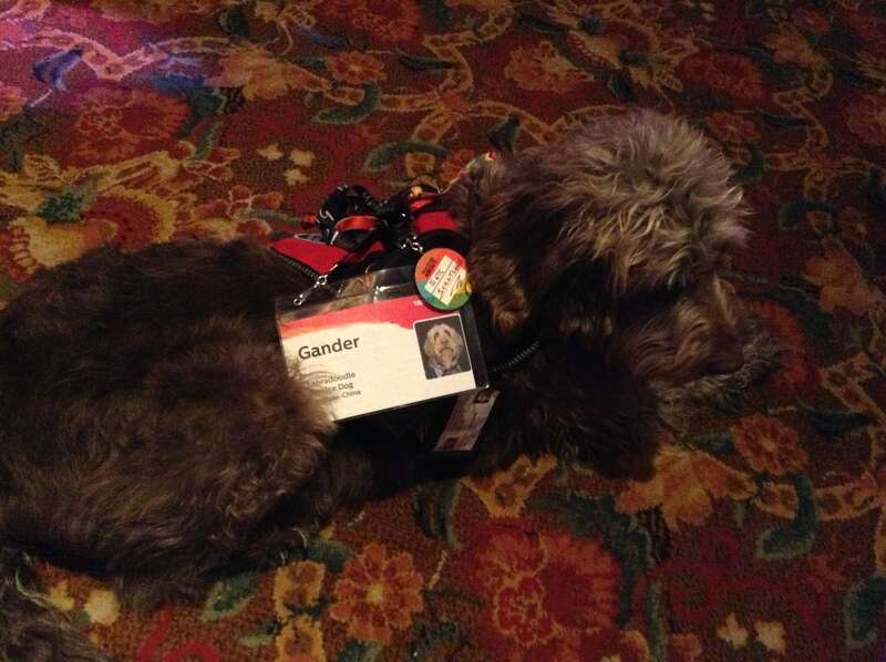 Meet Gander at TED Conference.