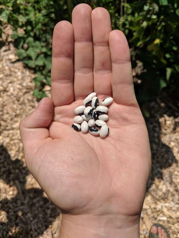 Gardener Holding Heirloom Calypso Beans (aka Yin Yang)