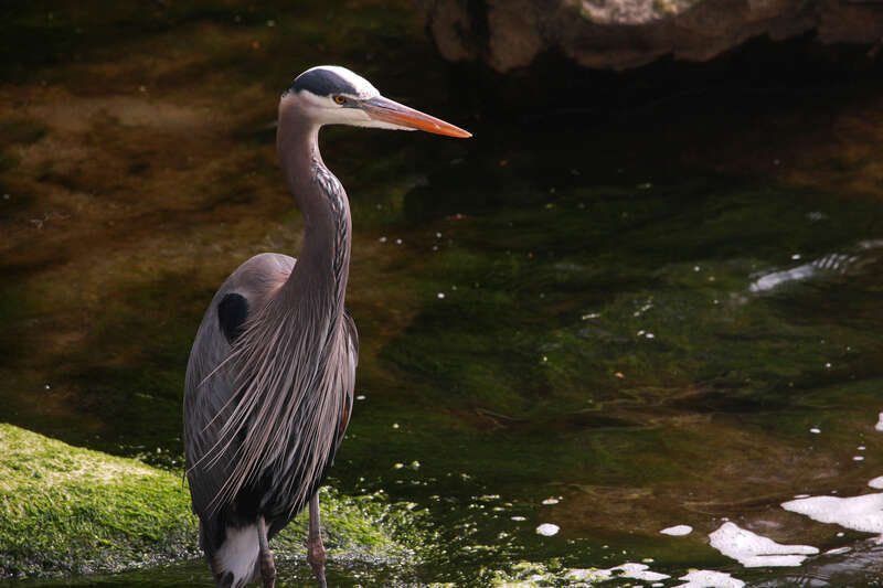 500px provided description: A Great Blue Heron in a statuesque repose. One of the reasons I am so content with where I currently live. [#birds ,#water ,#bird ,#nature ,#animals ,#animal ,#portraits ,#pond ,#heron ,#wildlife ,#waterfront ,#creek