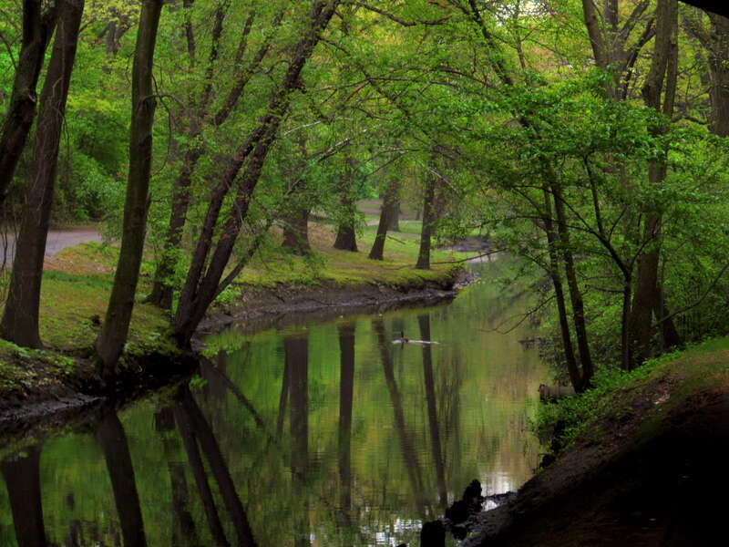 Greenery in the Emerald Necklace near Longwood Avenue in May 2012