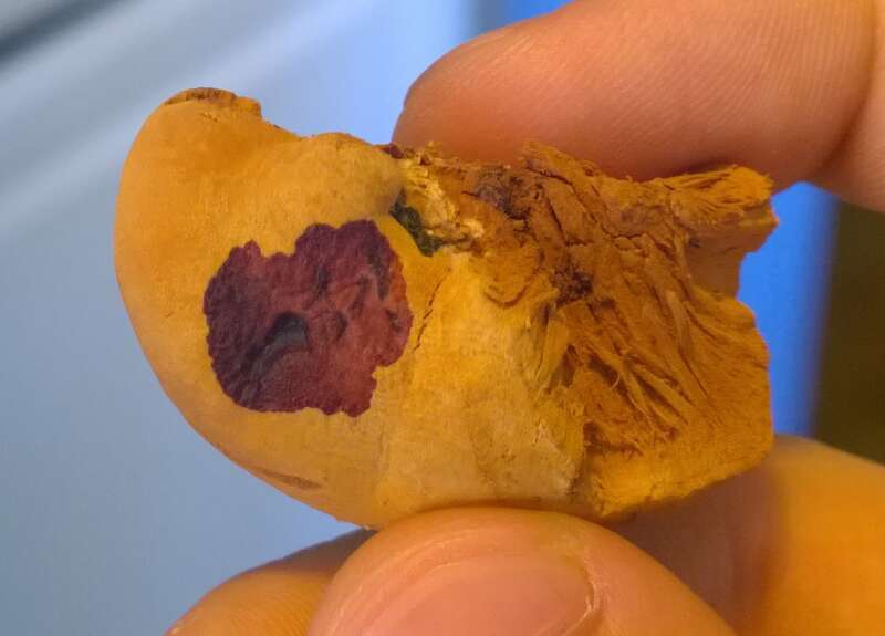 tender nesting polypore (Hapalopilus rutilans)