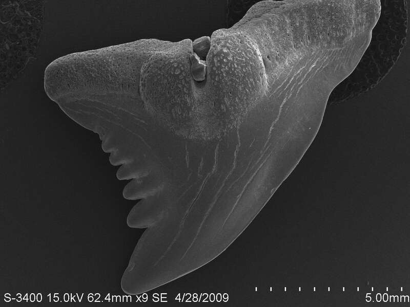 Hemipristis serra lateral