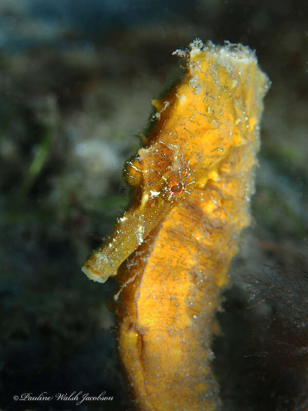 Northern Seahorse (Hippocampus erectus) in the United States