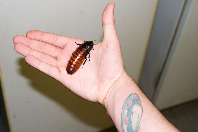 Disgustingly huge hissing cockroach. I'm going to go back with a tripod next time and get some better shots.
