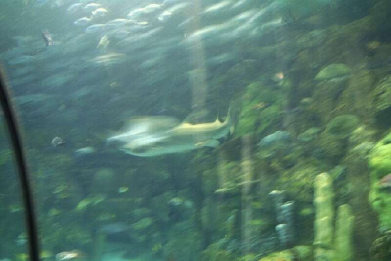 Houston - Moody Gardens (Aug 18, 2001)