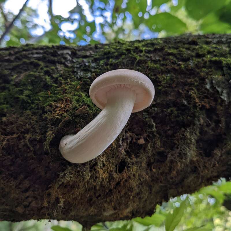 A fresh Hypsizygus ulmarius specimen, found in Burlington, Vermont, USA.