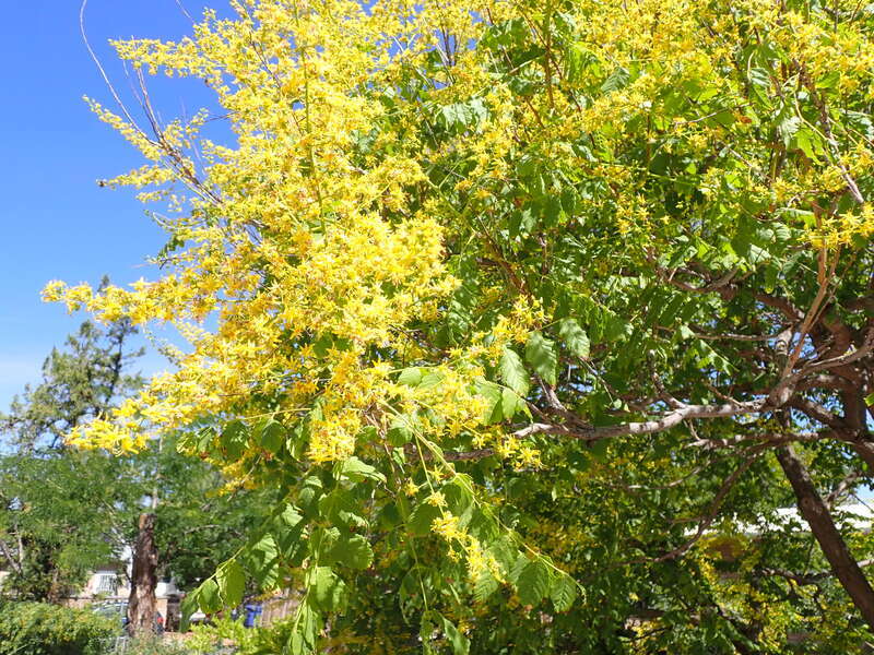 Golden raintree in a neighborhood near Tiguex Park, This tree is a common ornamental throughout the the area of Albuquerque, Bernalillo County, New Mexico.