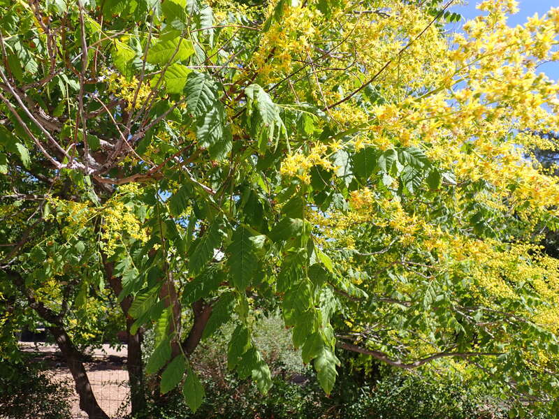 Golden raintree in a neighborhood near Tiguex Park, This tree is a common ornamental throughout the the area of Albuquerque, Bernalillo County, New Mexico.